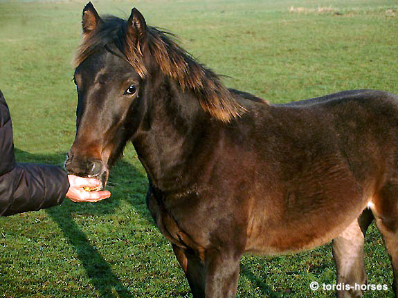 Freizeitpferd TORDIS Baron