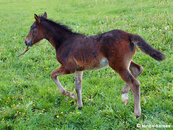 Freizeitpferd TORDIS Baron