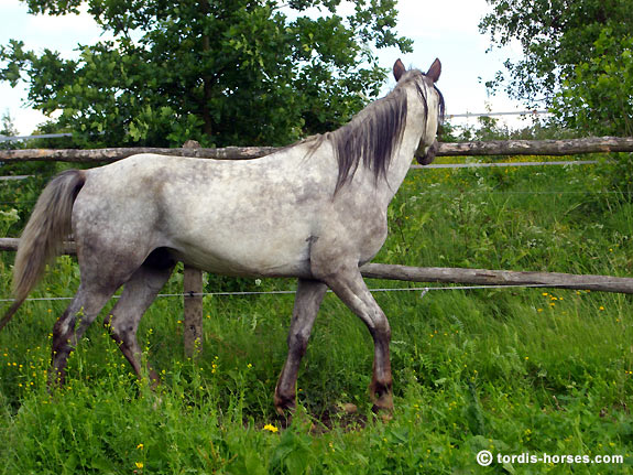 Freizeitpferd TORDIS Baron