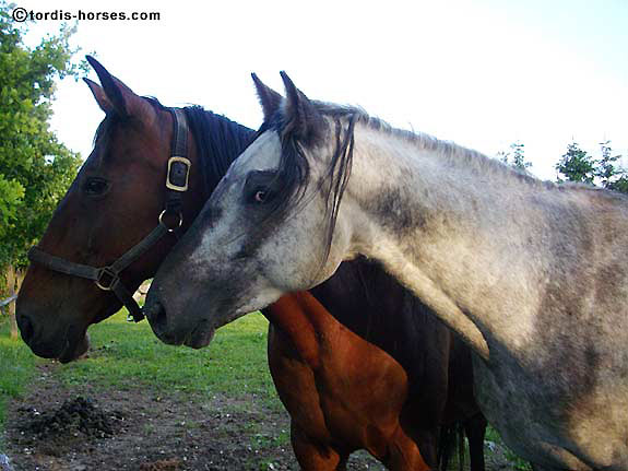 Freizeitpferd TORDIS Baron