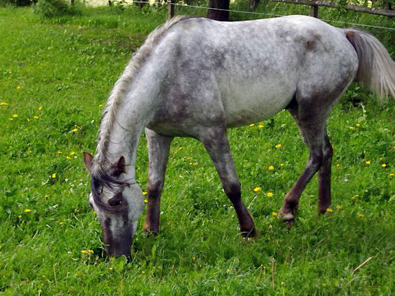 Freizeitpferd TORDIS Baron