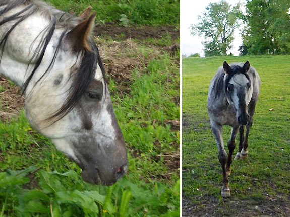 Freizeitpferd TORDIS Baron