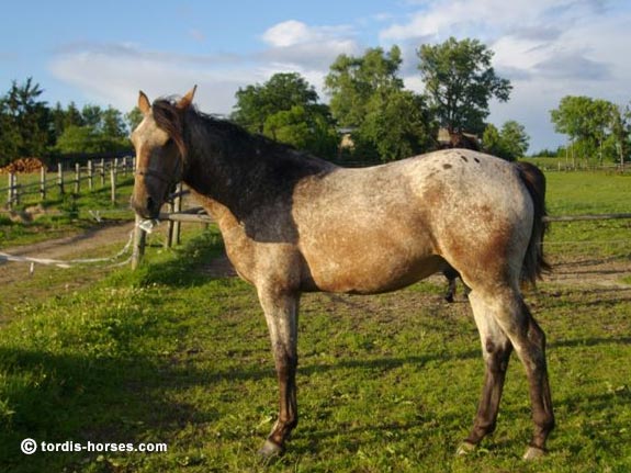 Wallach TORDIS Caesar