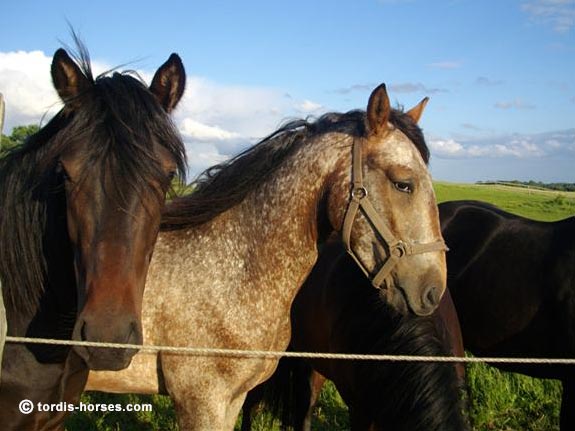 Wallach TORDIS Caesar