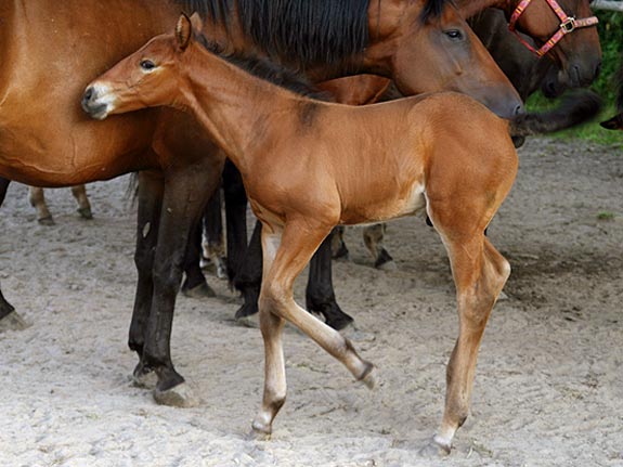 Wallach TORDIS Caesar