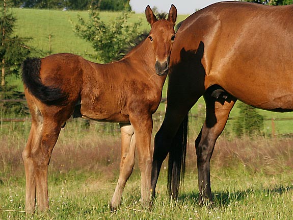 Wallach TORDIS Caesar