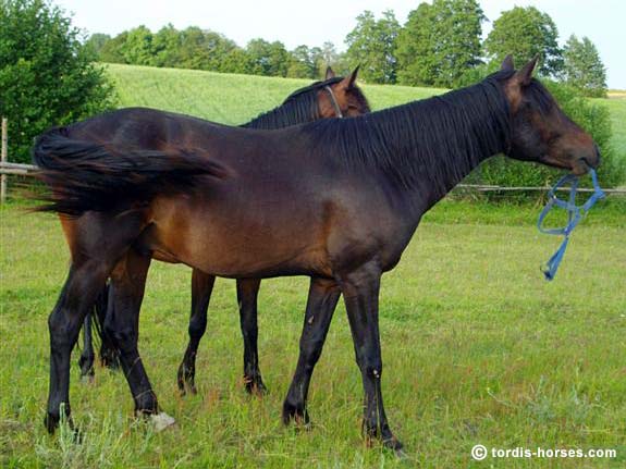 Wallach TORDIS Canadi