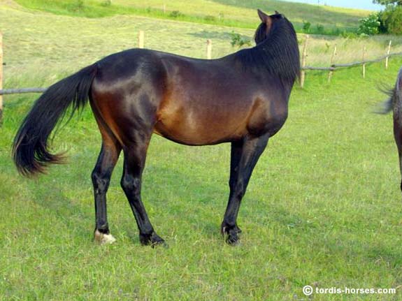 Wallach TORDIS Canadi