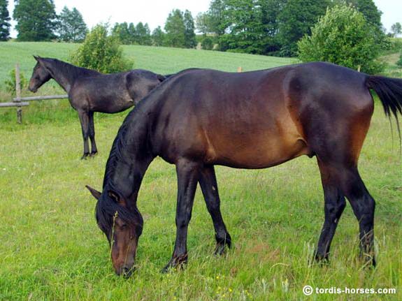 Wallach TORDIS Canadi