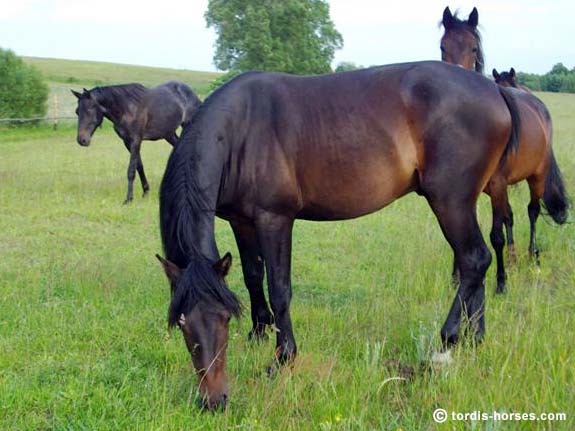 Wallach TORDIS Canadi