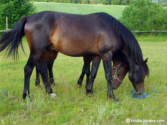Wallach TORDIS Canadi