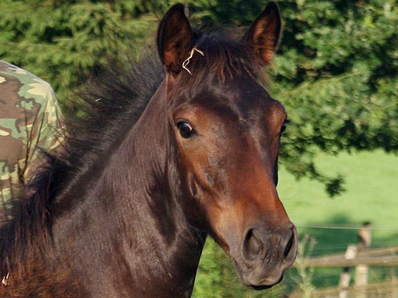 Fohlen  TORDIS Canadi
