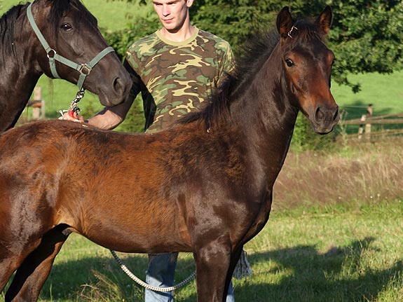Fohlen TORDIS Canadi