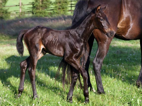 Wallach TORDIS Carat