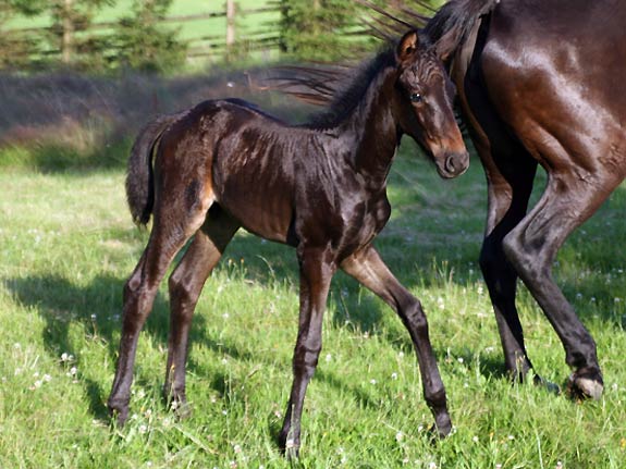 Wallach TORDIS Carat