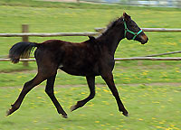 Jährling TORDIS Carat