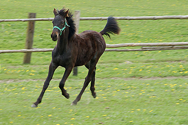 Wallach TORDIS Carat