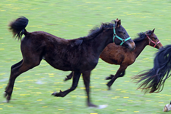 Wallach TORDIS Carat