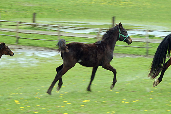 Wallach TORDIS Carat