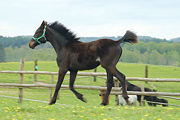 Wallach TORDIS Carat