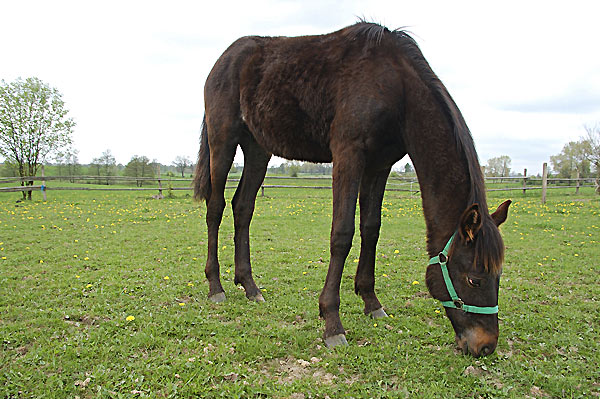 Wallach TORDIS Carat