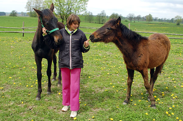 Wallach TORDIS Carat