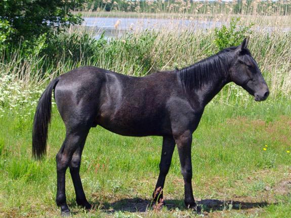 Freizeitpferd TORDIS Diablo