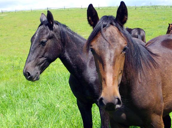 Freizeitpferd TORDIS Diablo