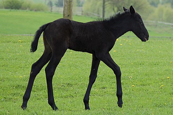 Freizeitpferd TORDIS Diablo