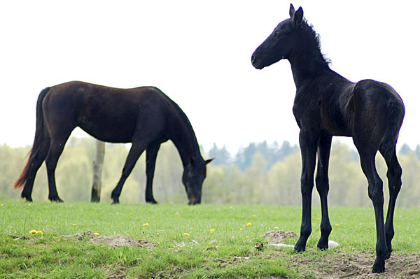 Freizeitpferd TORDIS Diablo