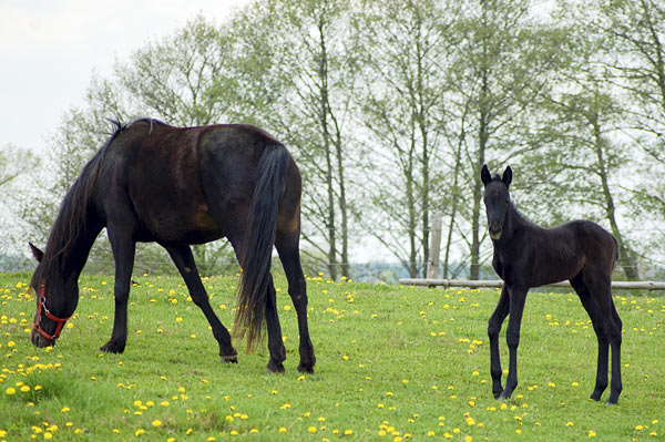 Freizeitpferd TORDIS Diablo