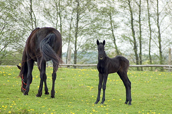 Freizeitpferd TORDIS Diablo