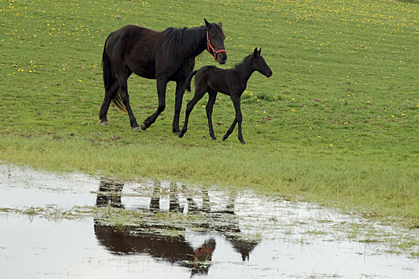 Freizeitpferd TORDIS Diablo