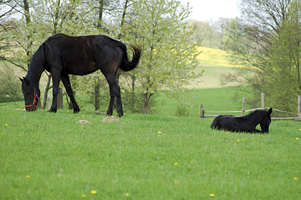 Freizeitpferd TORDIS Diablo