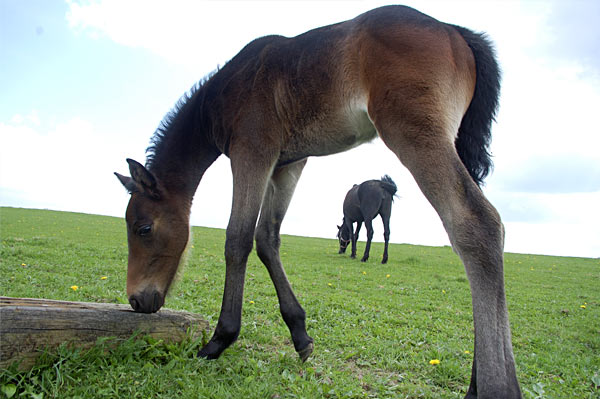 Freizeitpferd TORDIS Diadem