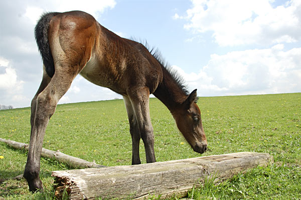 Freizeitpferd TORDIS Biablo