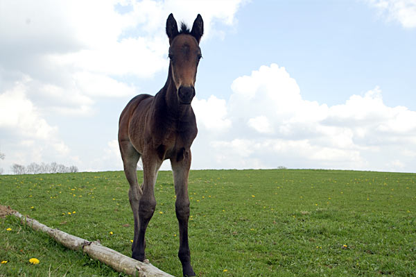 Freizeitpferd TORDIS Diadem