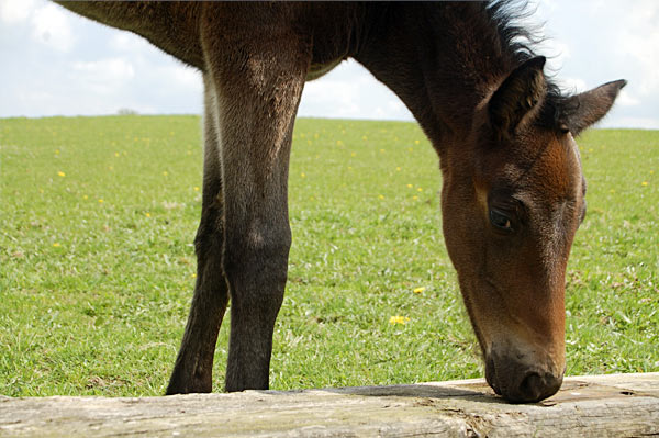 Freizeitpferd TORDIS Diadem