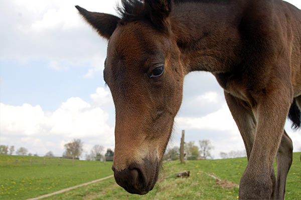 Freizeitpferd TORDIS Diadem