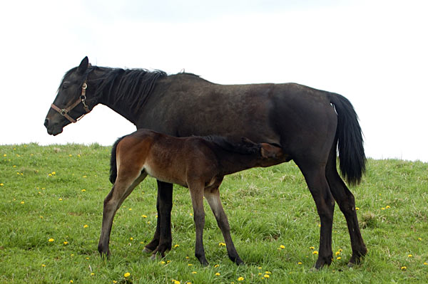 Freizeitpferd TORDIS Diadem