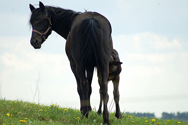 Freizeitpferd TORDIS Diadem