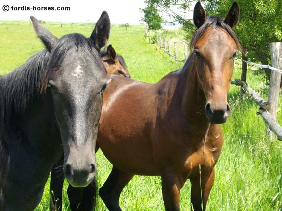 Freizeitpferd TORDIS Biablo
