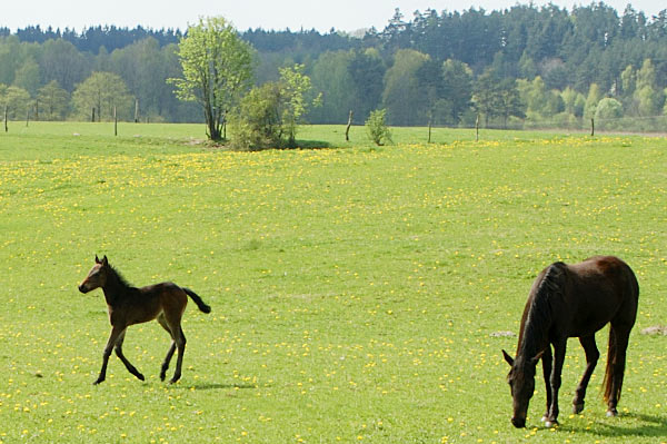 Freizeitpferd TORDIS Diadem