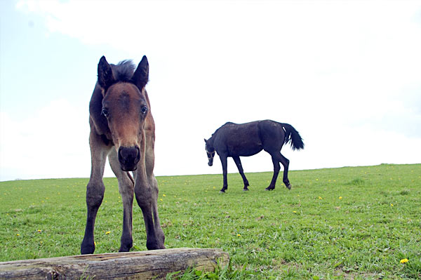 Freizeitpferd TORDIS Diadem