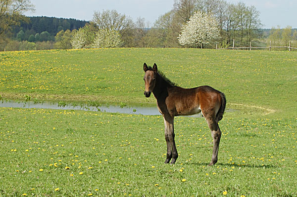 Freizeitpferd TORDIS Diadem