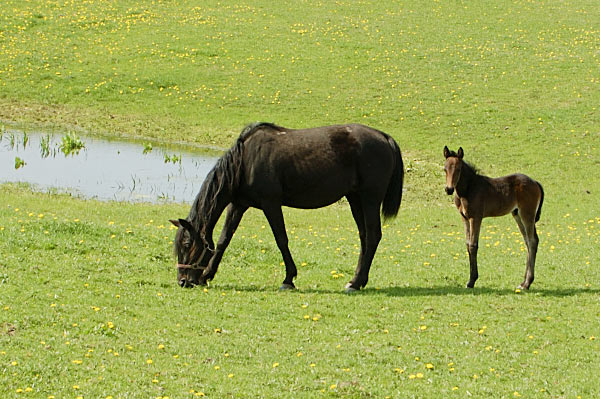 Freizeitpferd TORDIS Diadem
