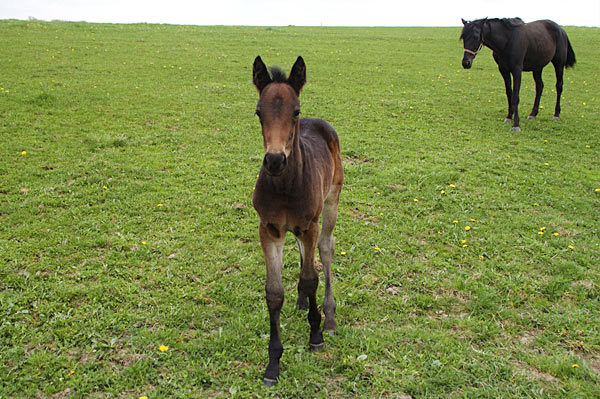 Freizeitpferd TORDIS Diadem