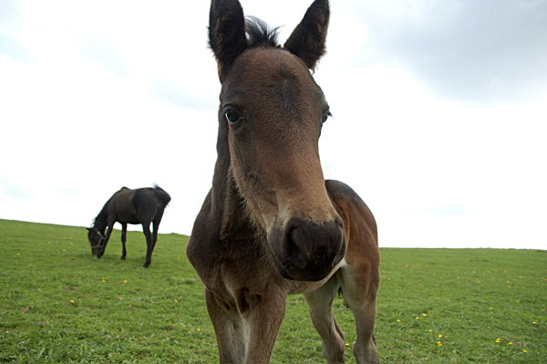 Freizeitpferd TORDIS Diadem