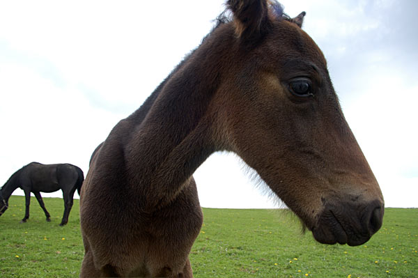 Freizeitpferd TORDIS Diadem