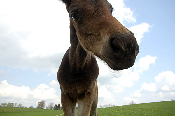 Freizeitpferd TORDIS Diadem